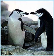 [صورة: gay-penguins.jpg]